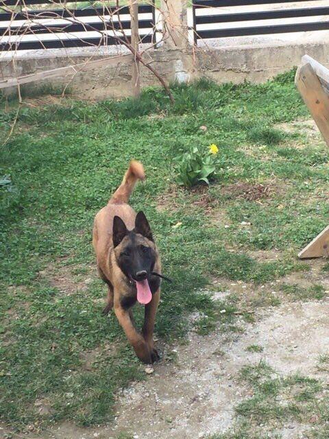 Belgian-Malinois