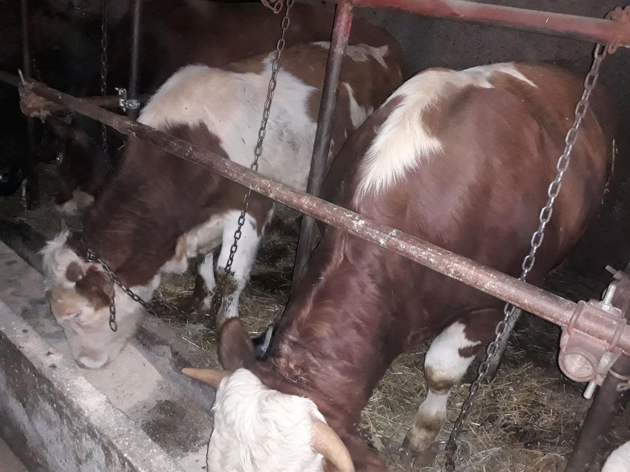 Bika