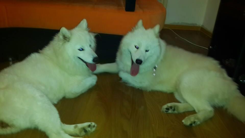 SAMOYED