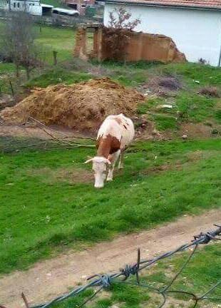 Shes-lopen