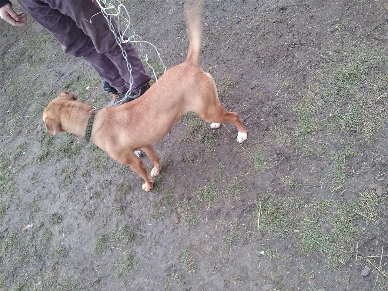 Pitbulle-