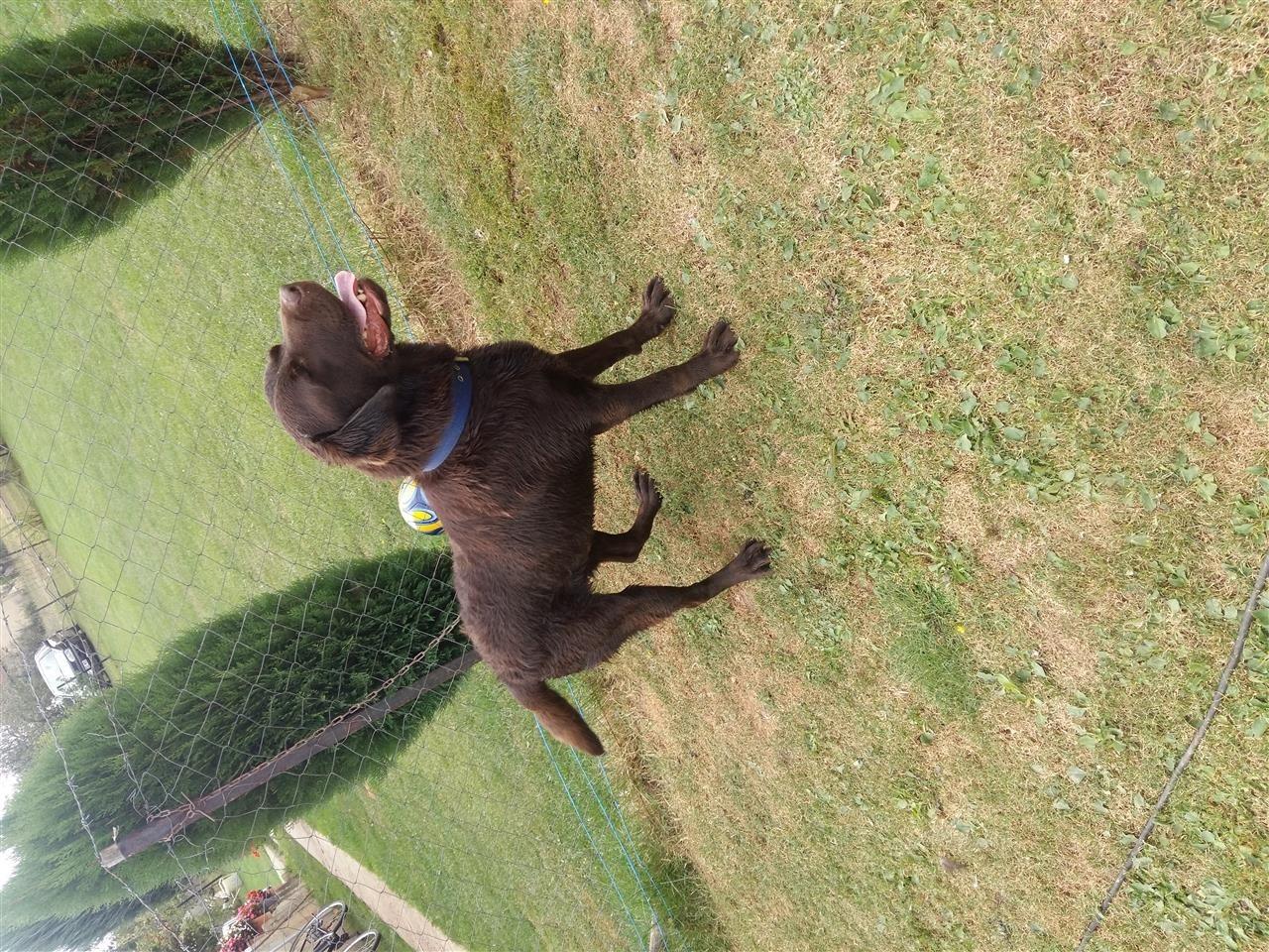 Llabrador