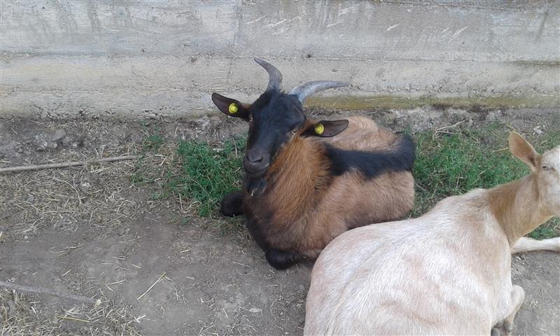Dhit
