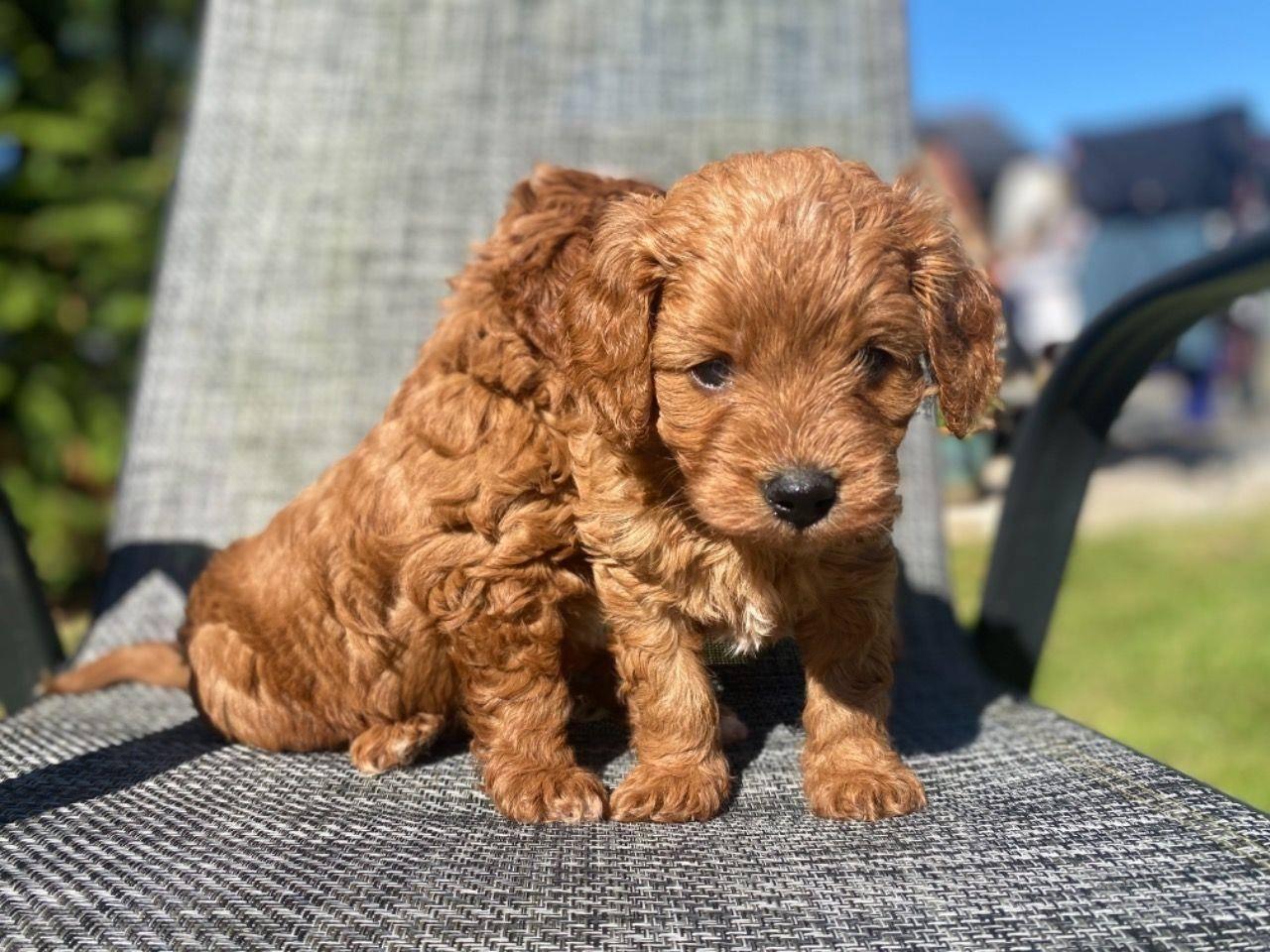 Cavapoo