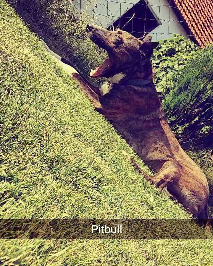pitbull