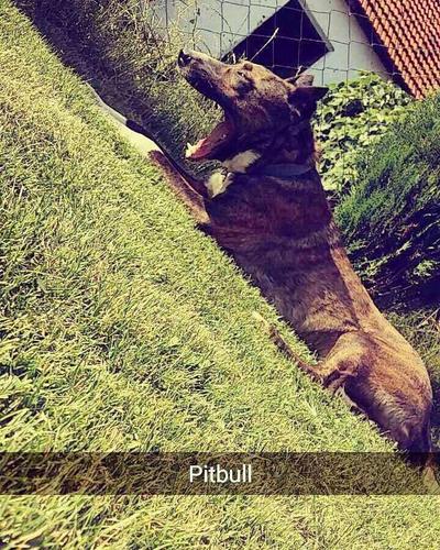 pitbull