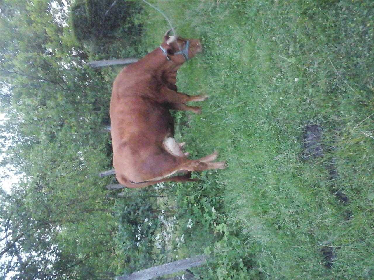mshtjerr