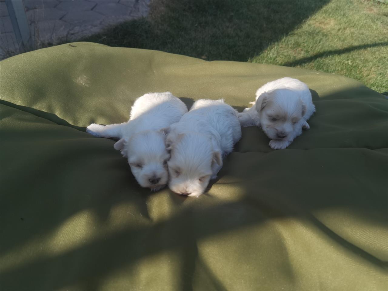 MINI-MALTEZER