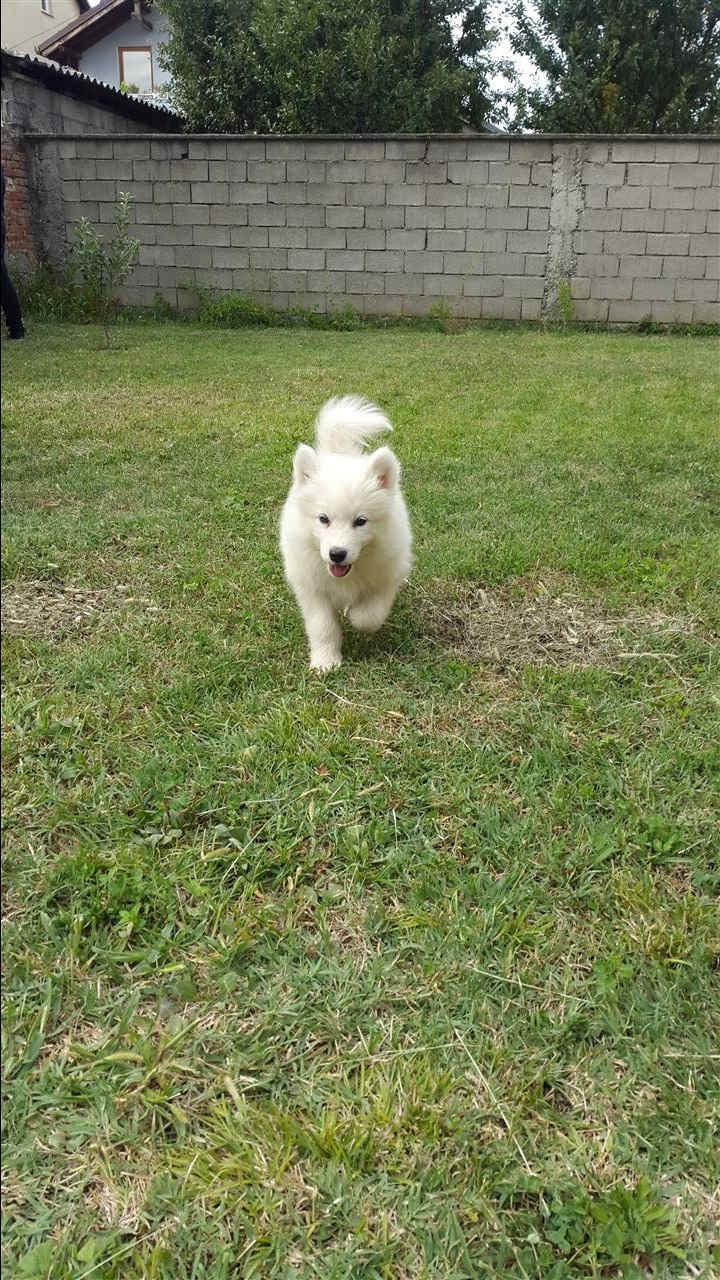 QEN-SAMOYED