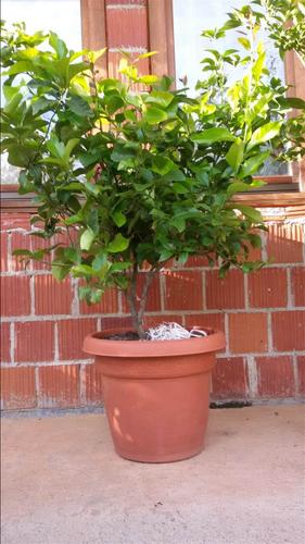 Limon