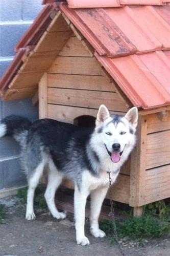 hasky