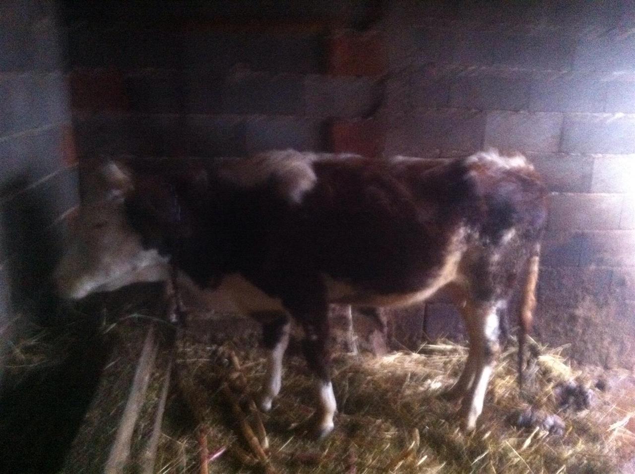 shitet-mshtjerra