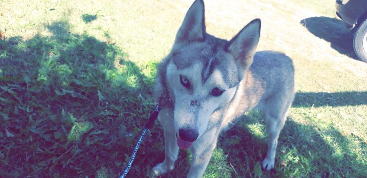 Shitet-Husky