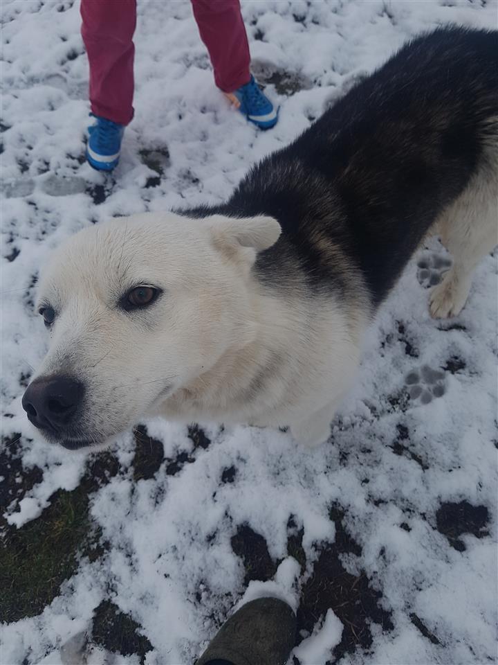 Hasky