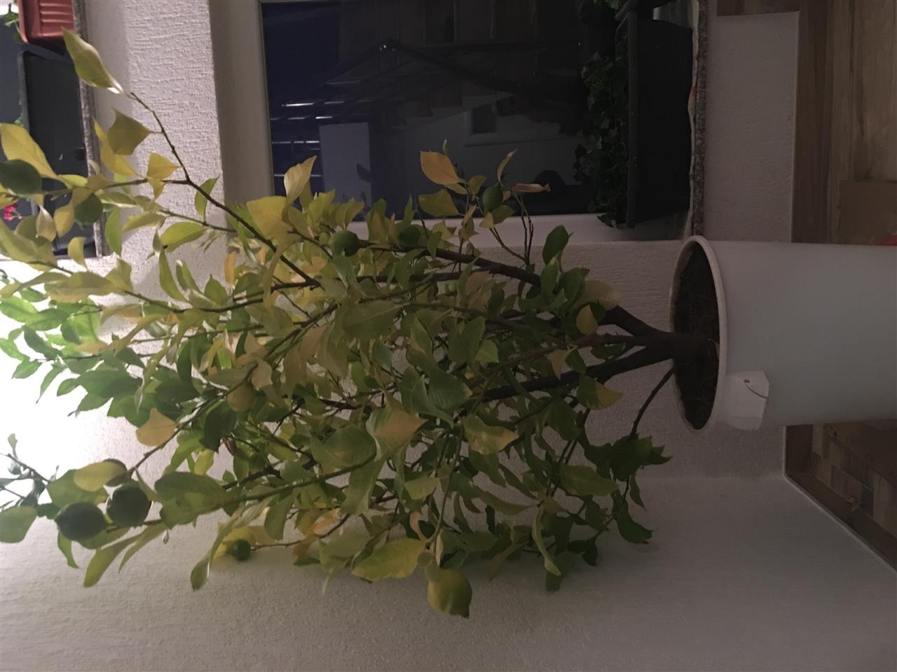 Limon-