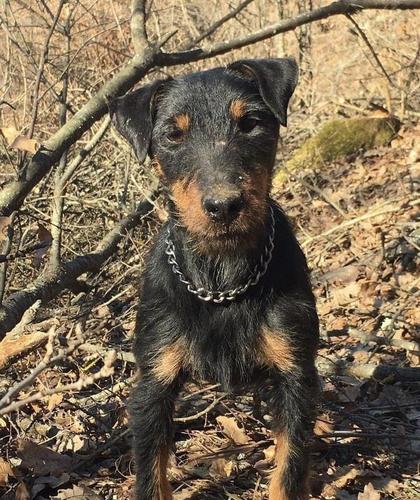 Terrier