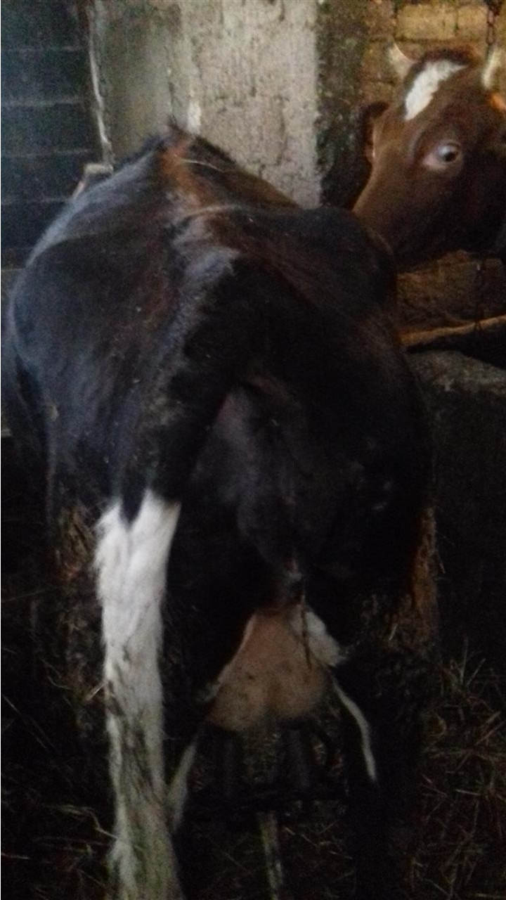 Shes-lop