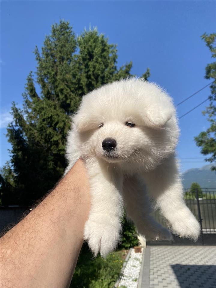 Samoyed