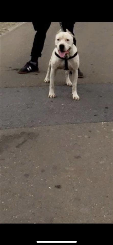 pitbull