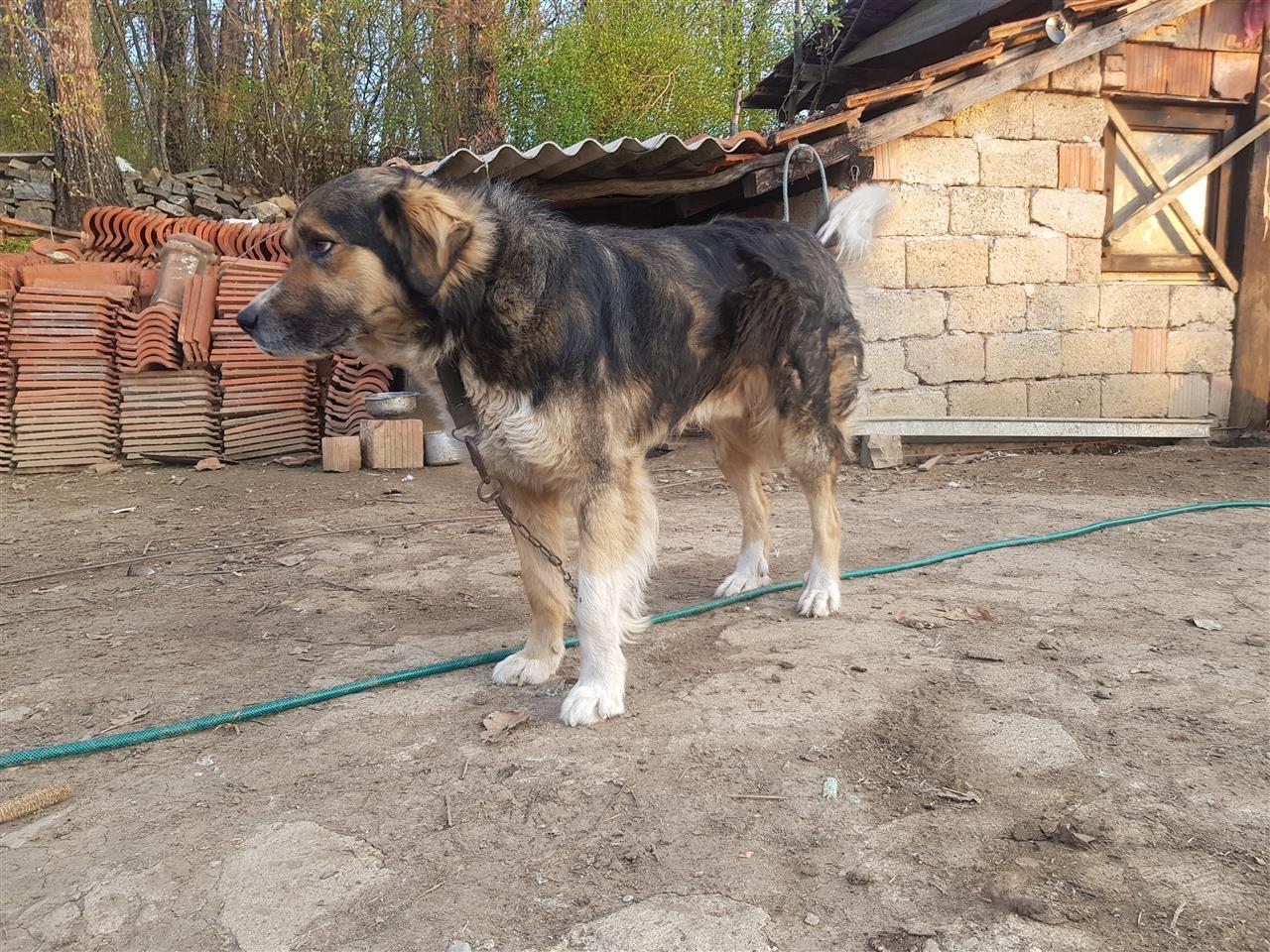Qeni