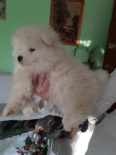 Samoyed