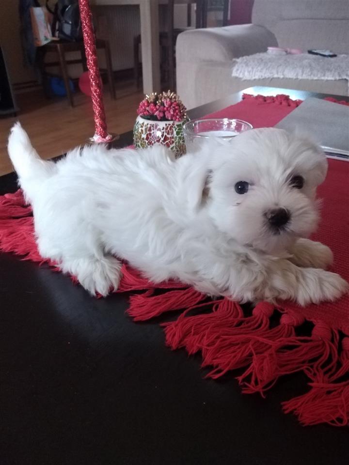 Mini-maltezer