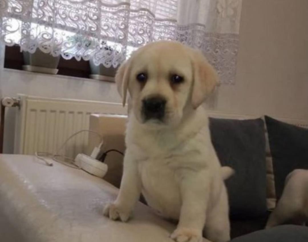 Labrador-