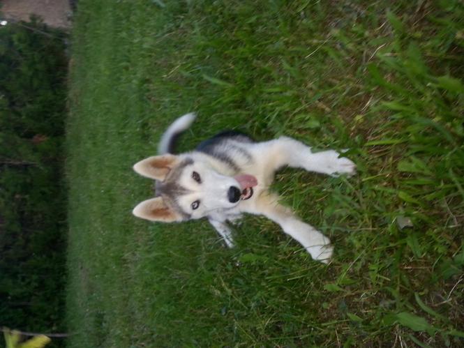 Qen husky 