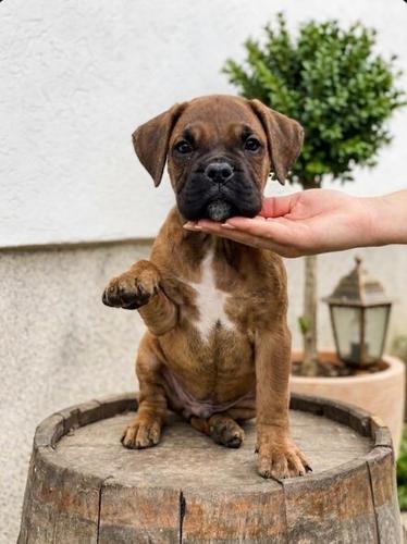 Cane Corso