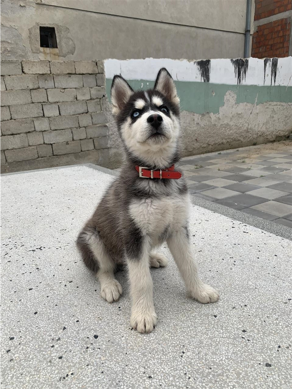 Husky-