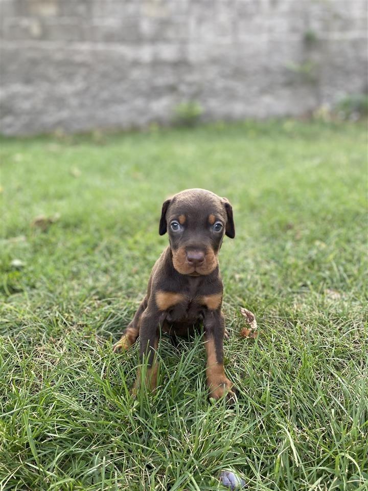 Doberman