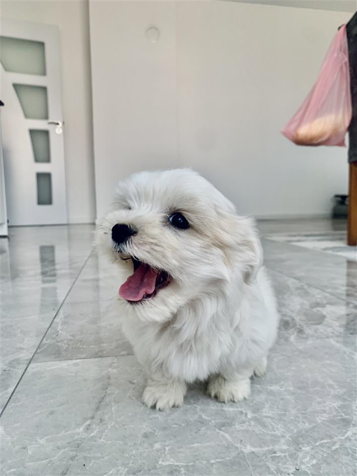 mini-maltezera