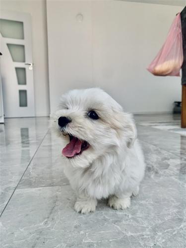 mini maltezera