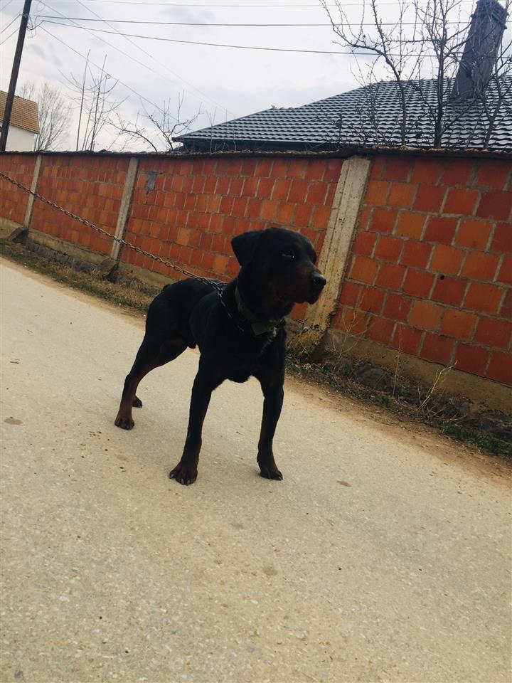Rottweiler-