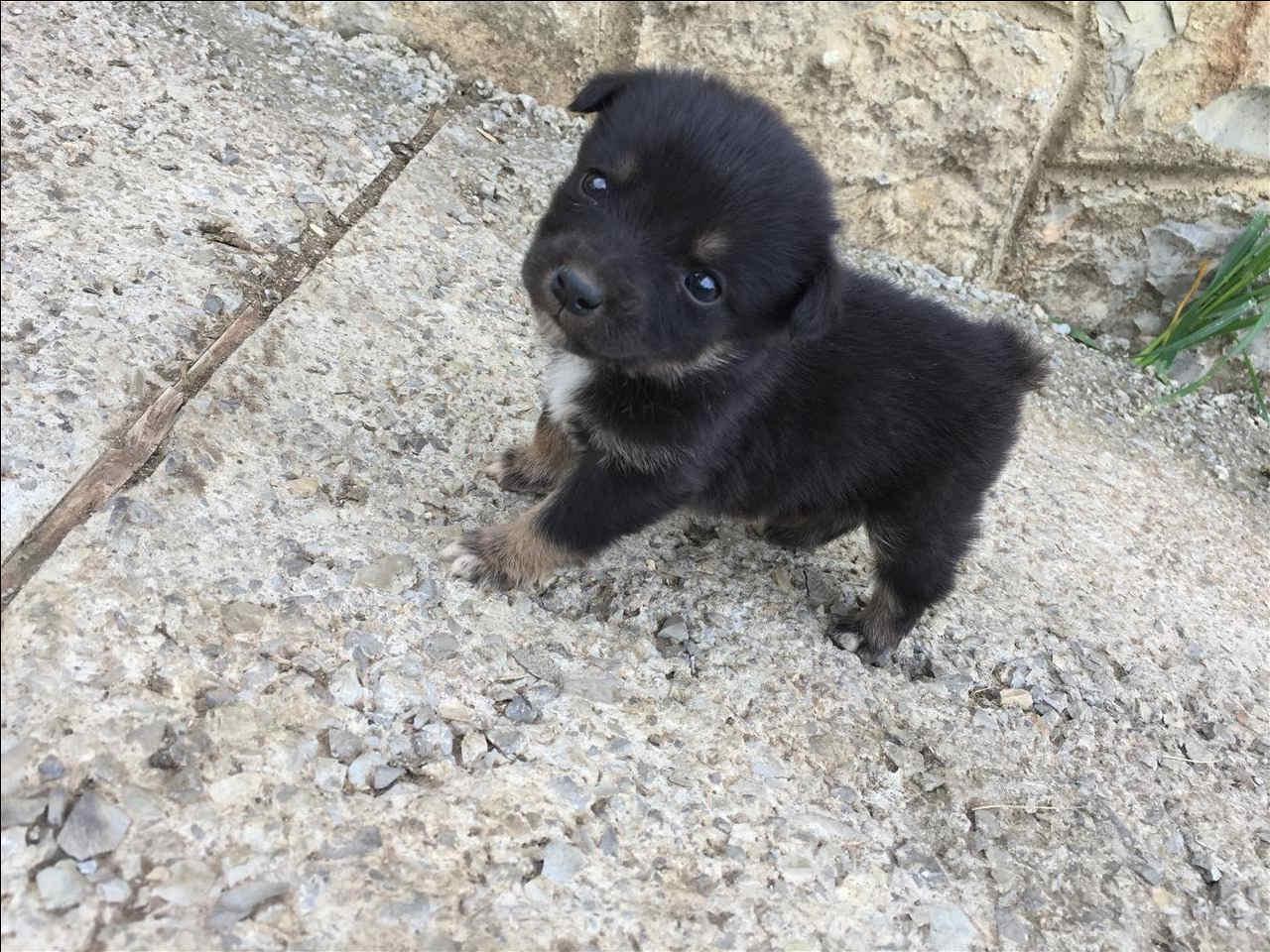 Terrier