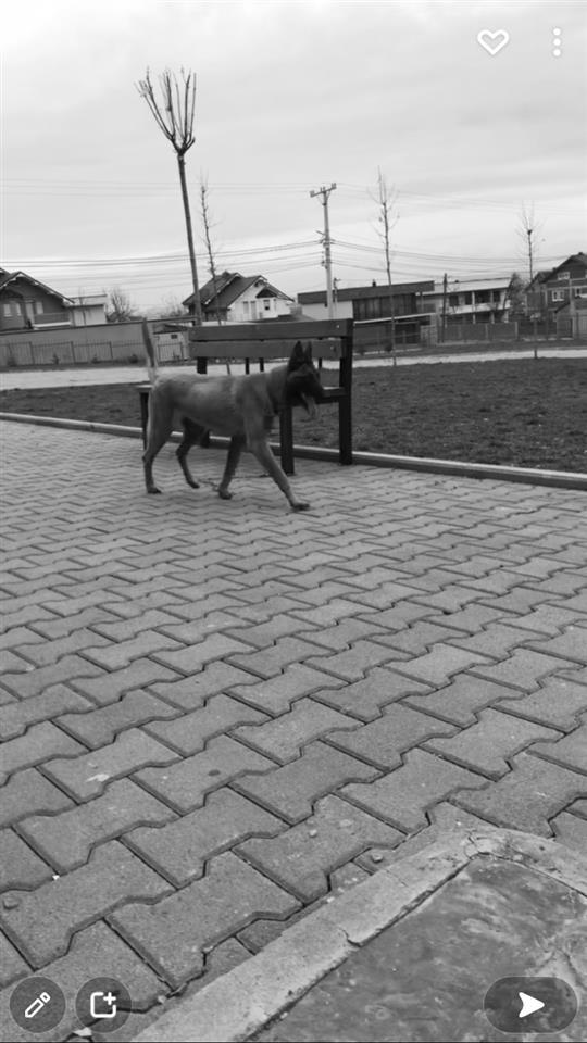 Belgian-Malinois