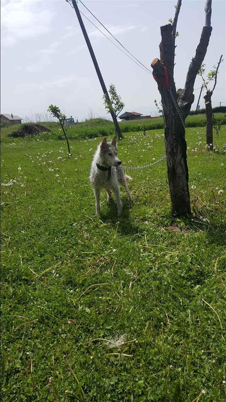 Uki