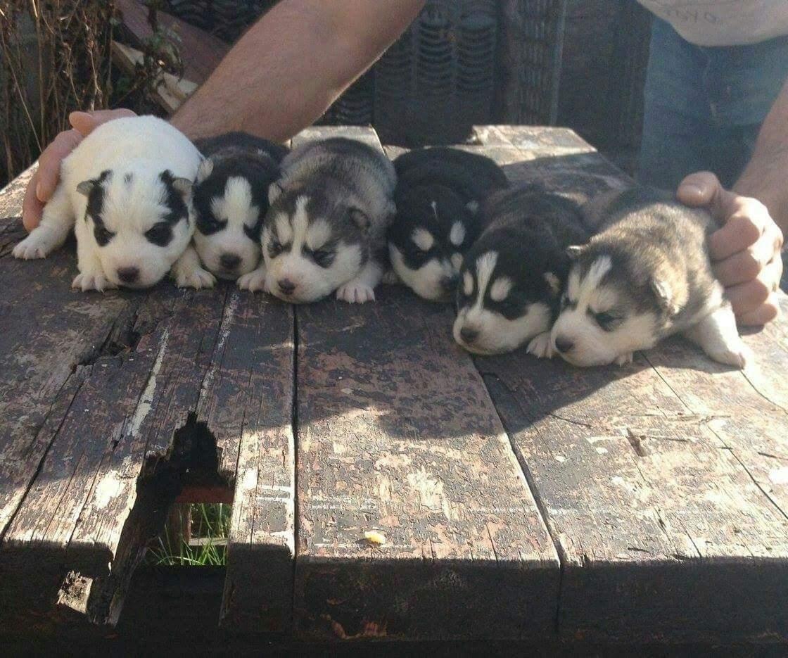 Husky-siberian