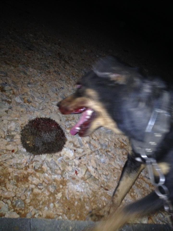 Terrier