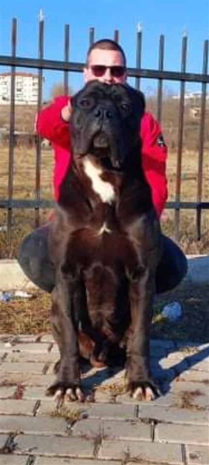 Cane-Corso
