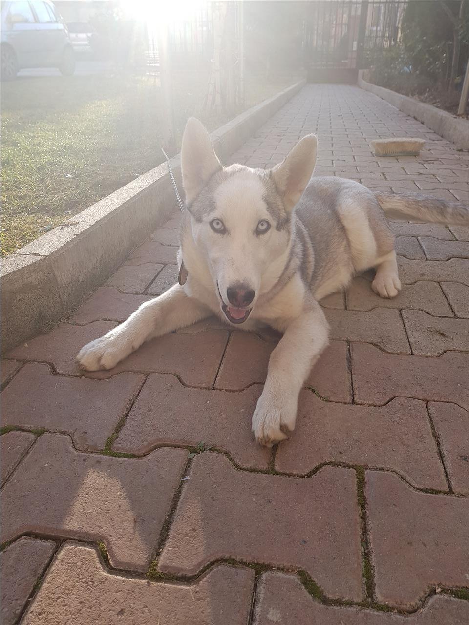 Husky