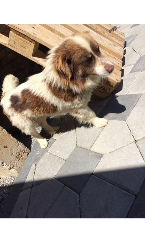 bubi