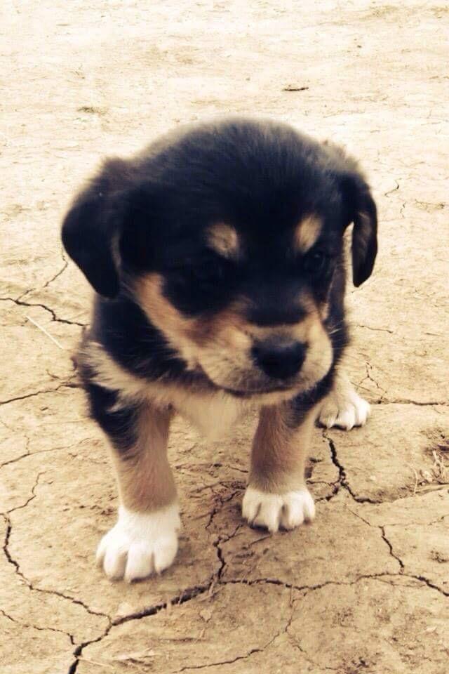 -ROTTWEILERI