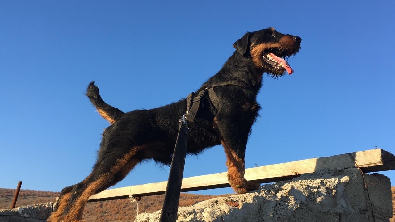 Terrier-