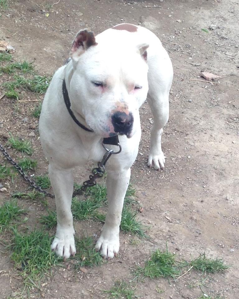 Pitbull-