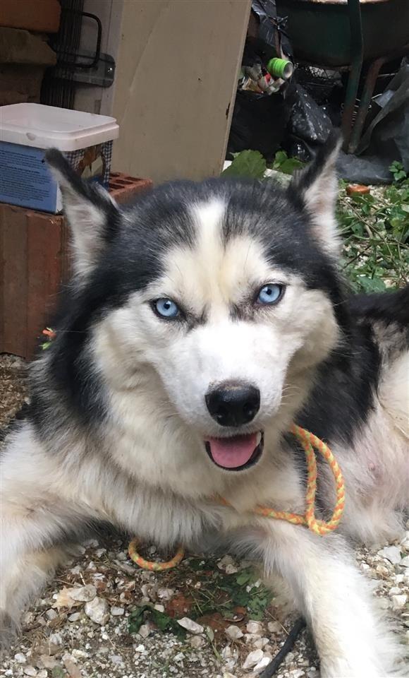 Husky-
