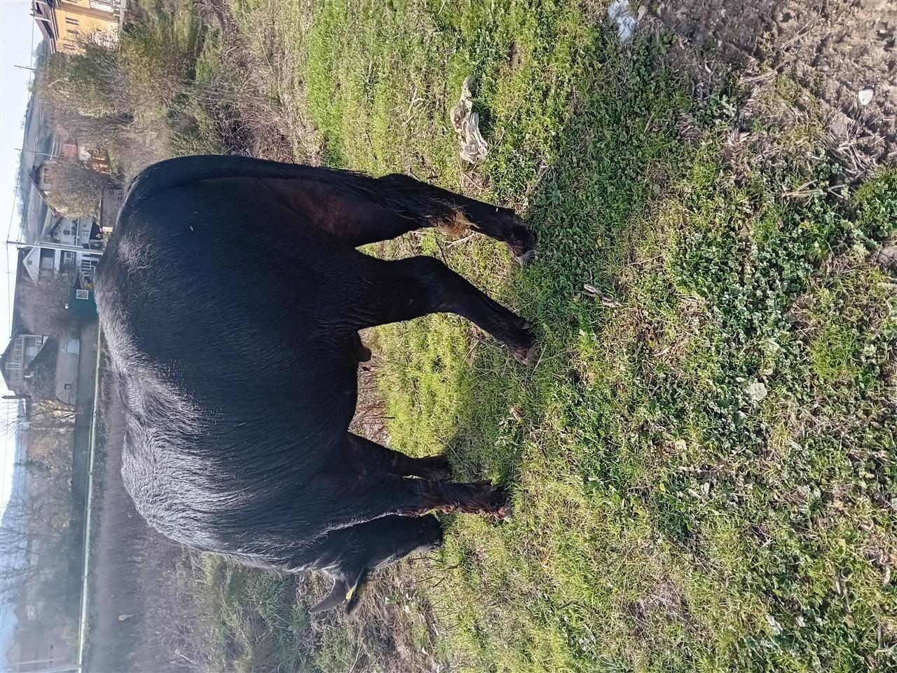 Bull