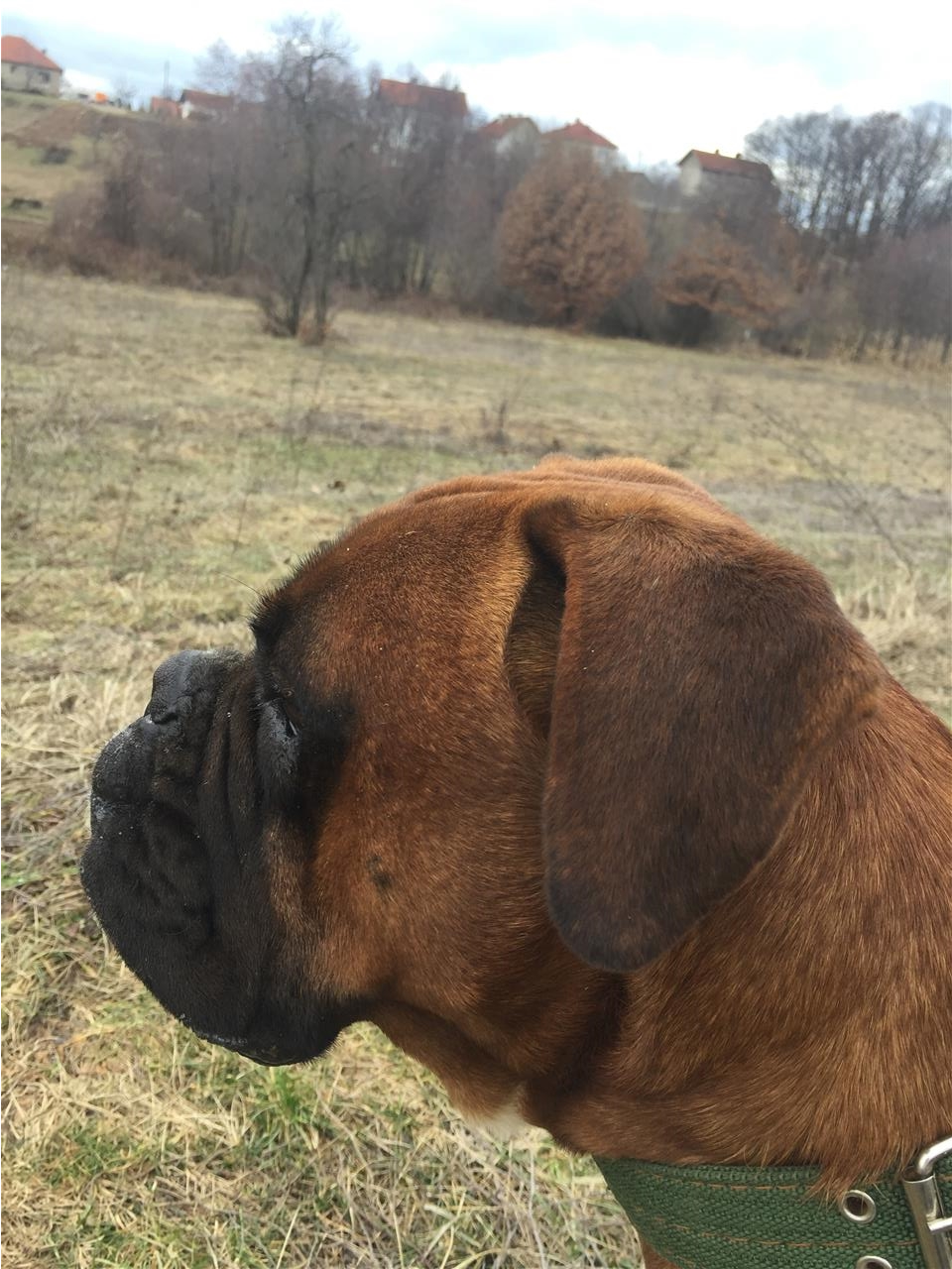 Boxer