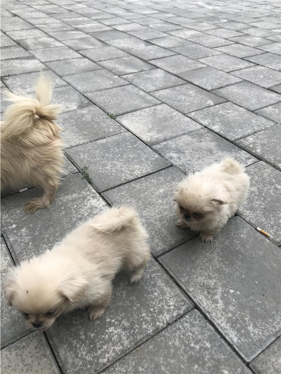 pukinizera