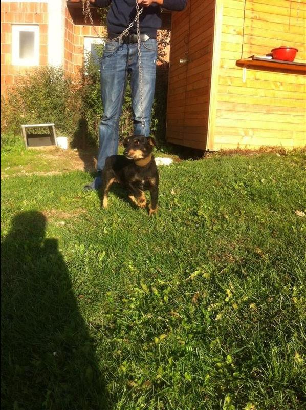 Terrier
